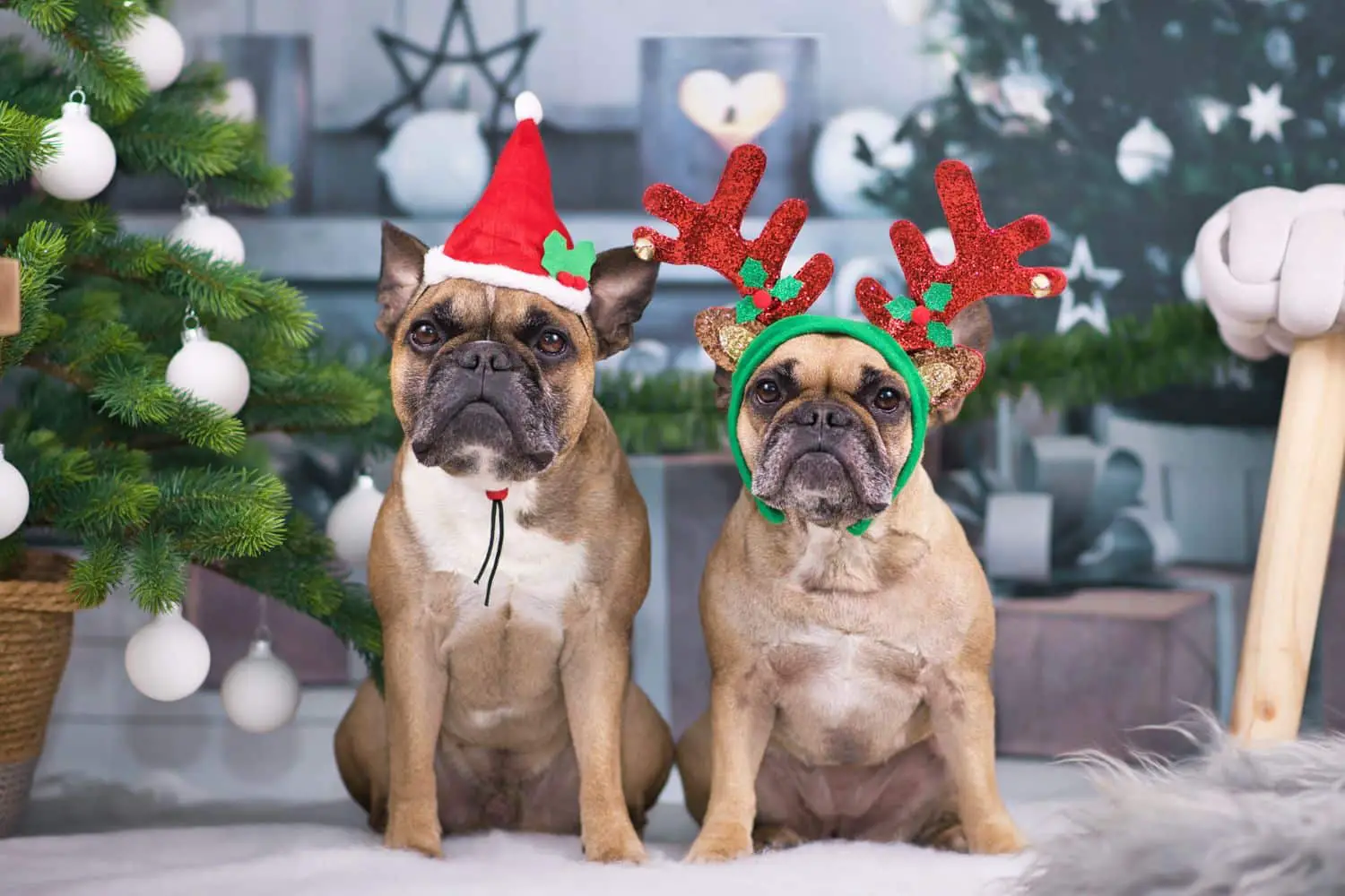 Keeping Your Pets Safe This Holiday Season