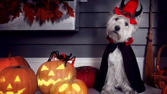 Top 5 Halloween Risks To Pets