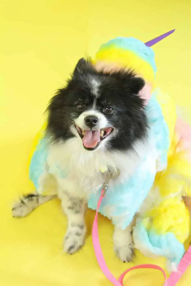 Cotton Candy dog costume