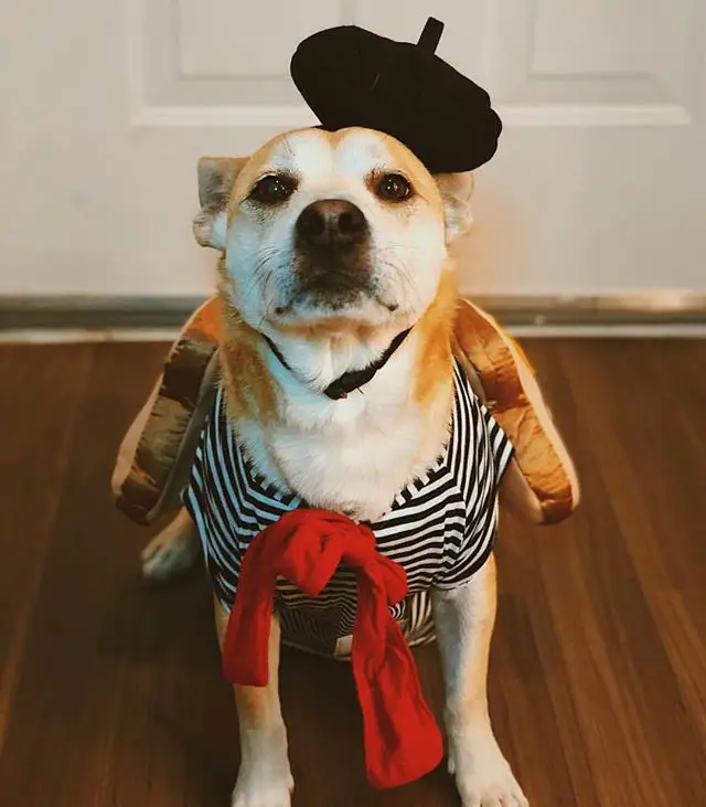 French Toast dog costume