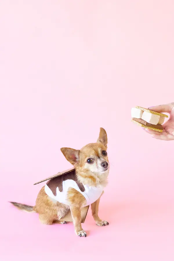 S'mores dog costume