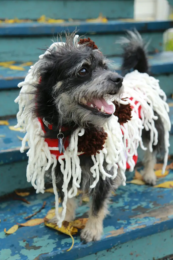 Spaghetti dog costume