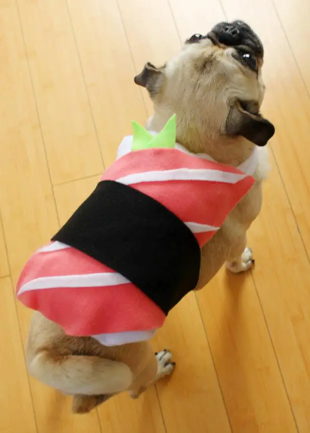 Sushi dog costume