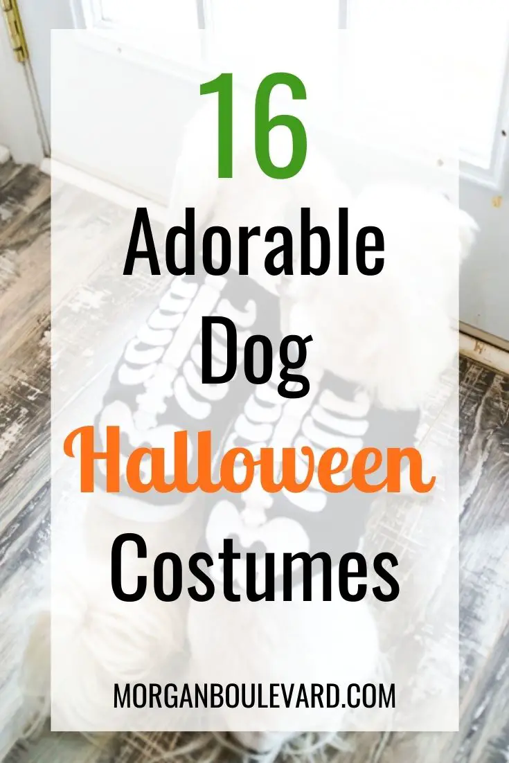 16 Dog Halloween Costumes  Perfect For Your Furry Friend
