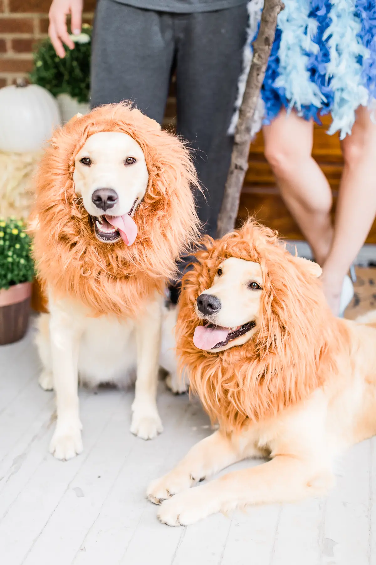 lion dog costumes