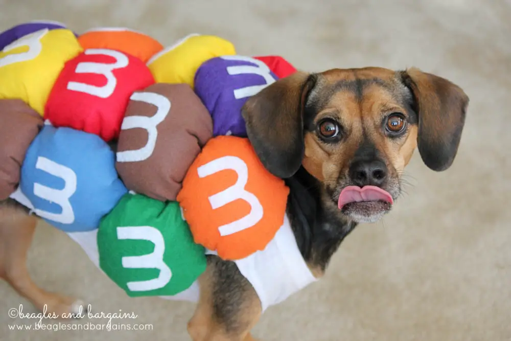 M&Ms dog costume