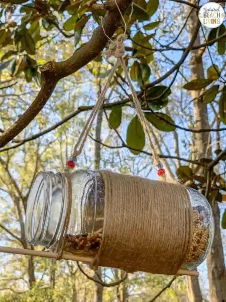 Make a bird feeder 