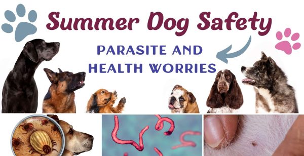 Summer dog safety parasites