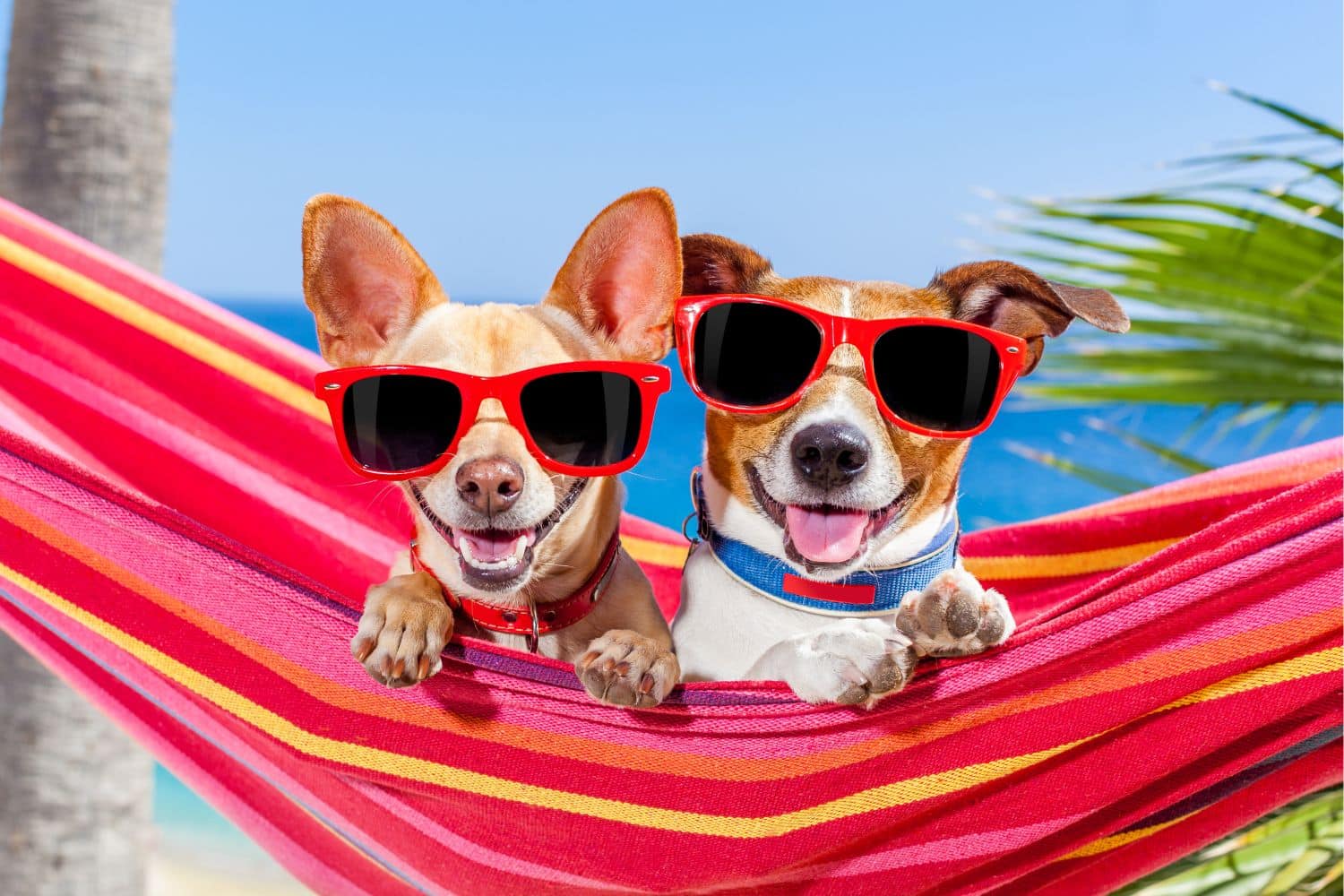 Summer Dog Safety: Keep Man’s Best Friend Safe This Summer