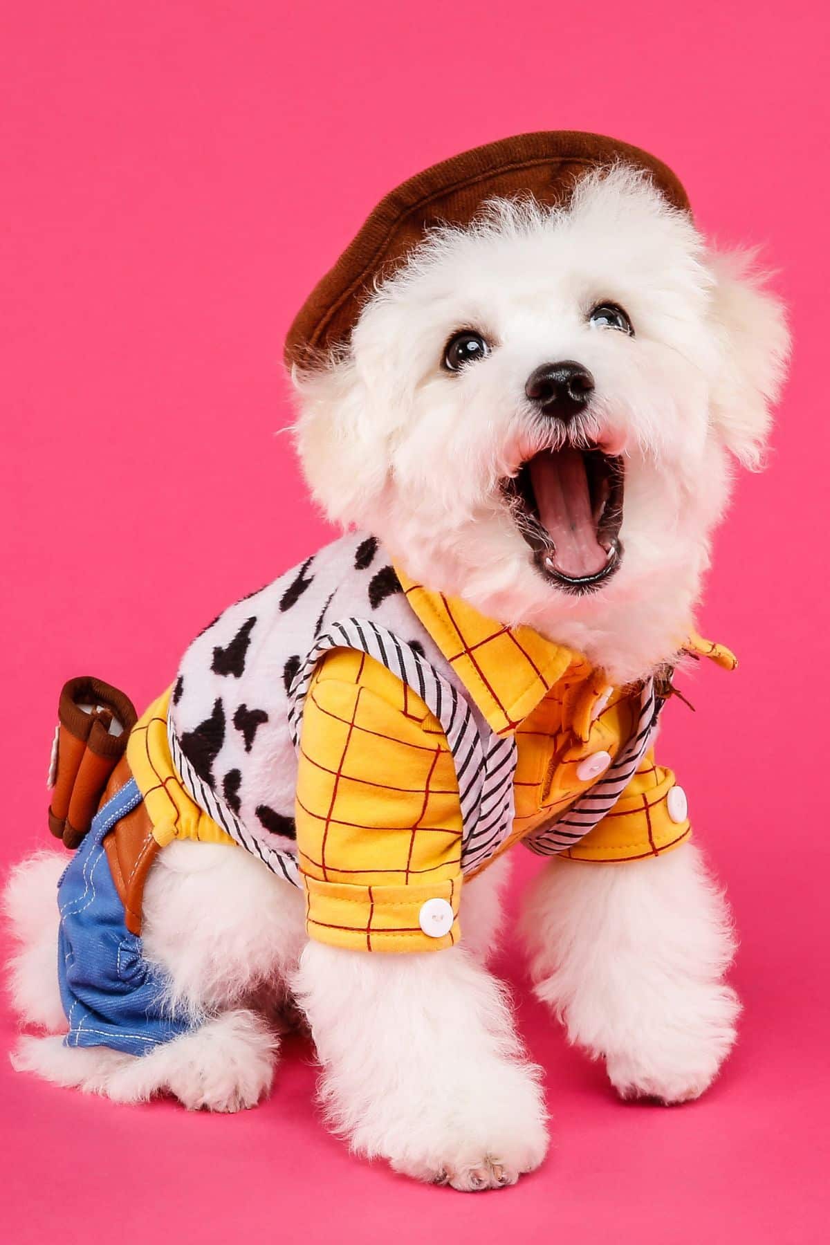 A small white dog wearing a cowboy costume.