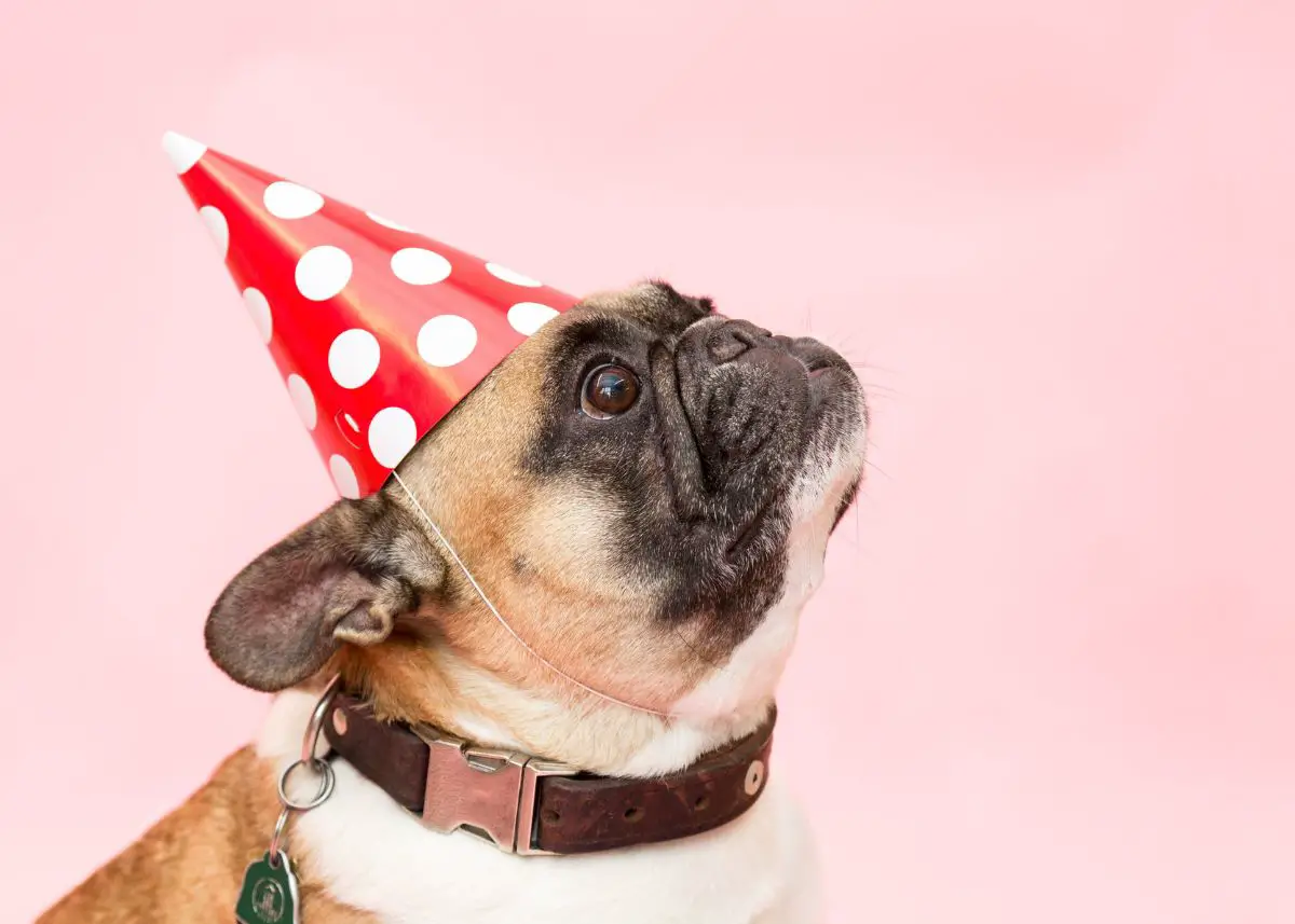 A pug wearing a birthday hat listening to funny dog jokes.