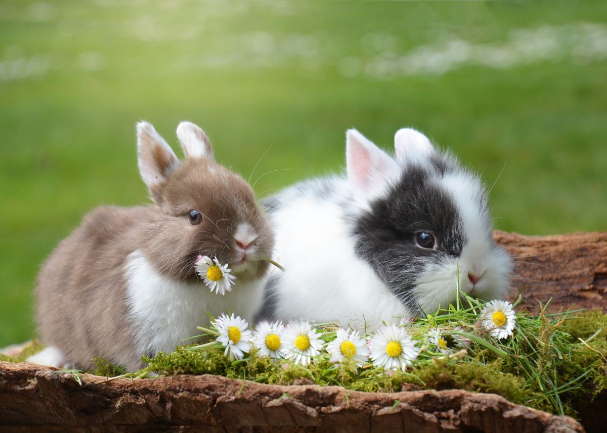 Two bunnies with daisies in their mouths outside.