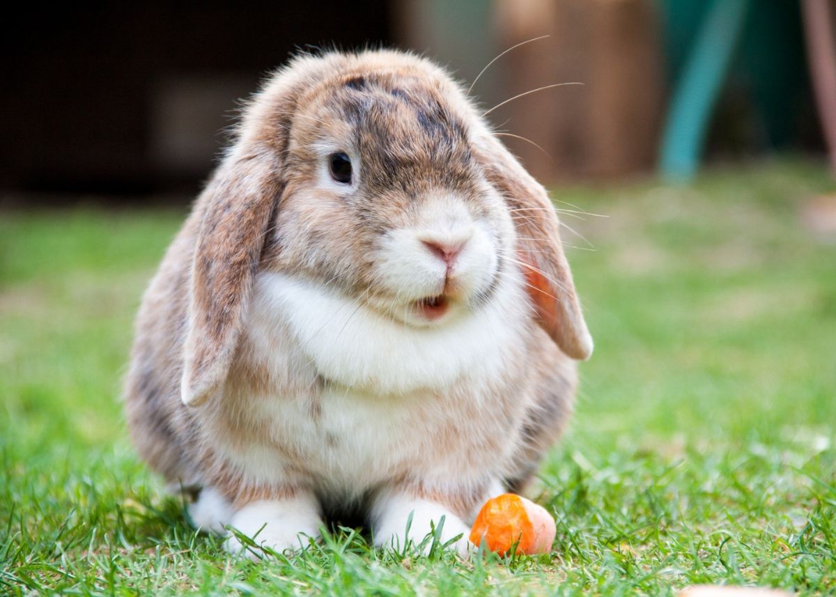 Bunny eating a carrot on the grass.