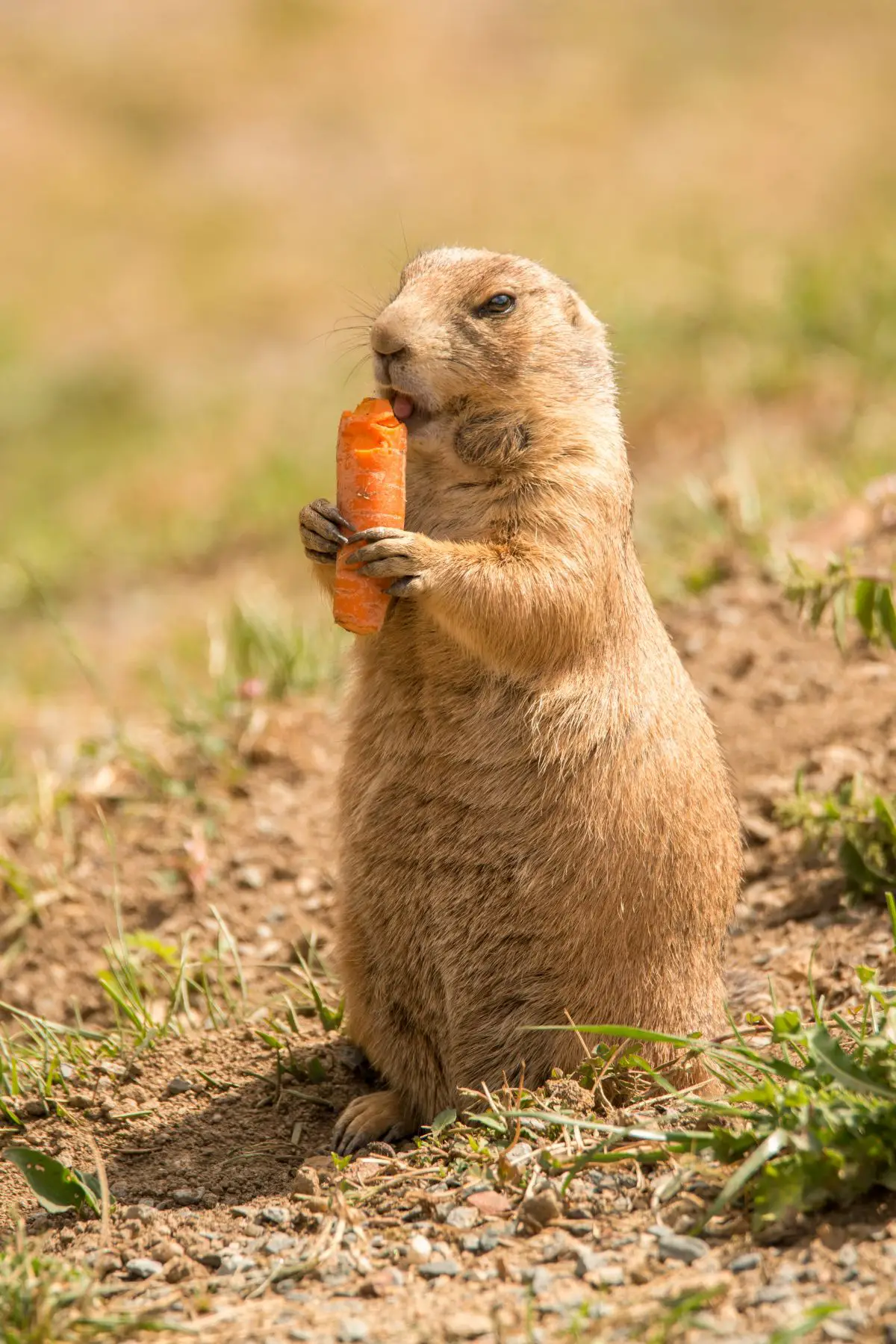 A groundhog sitting up eating a carrot.