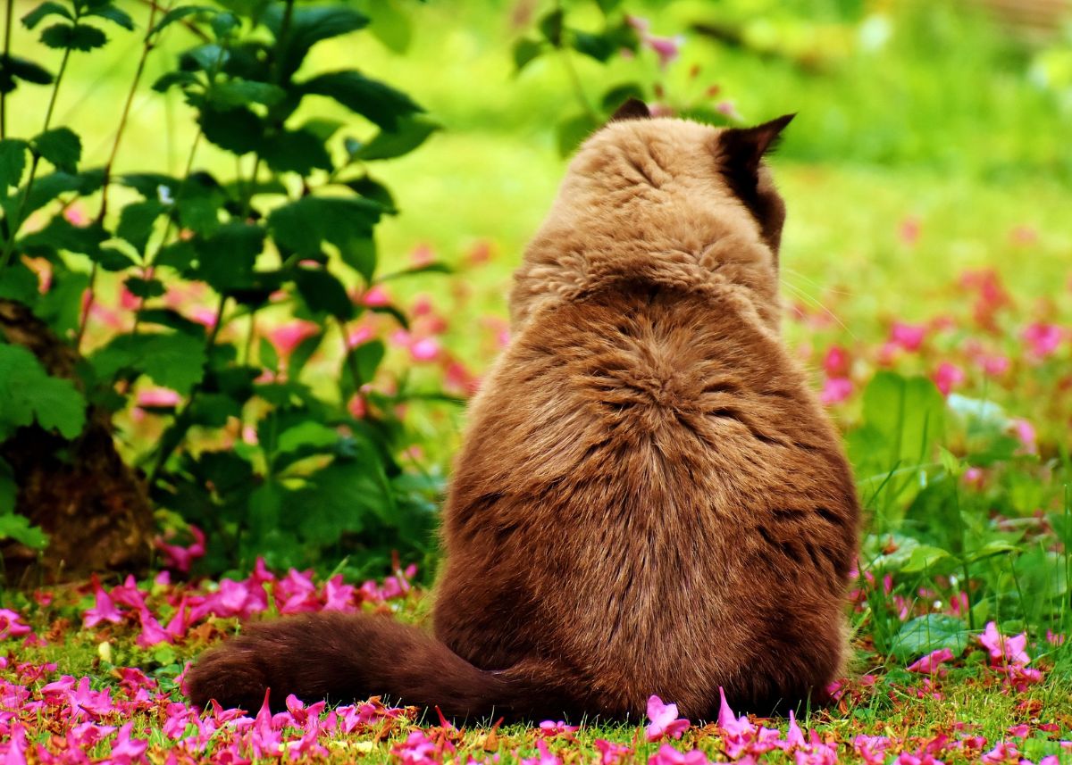 A tan and brown cat is looking at a field of wild pink flowers and grass.