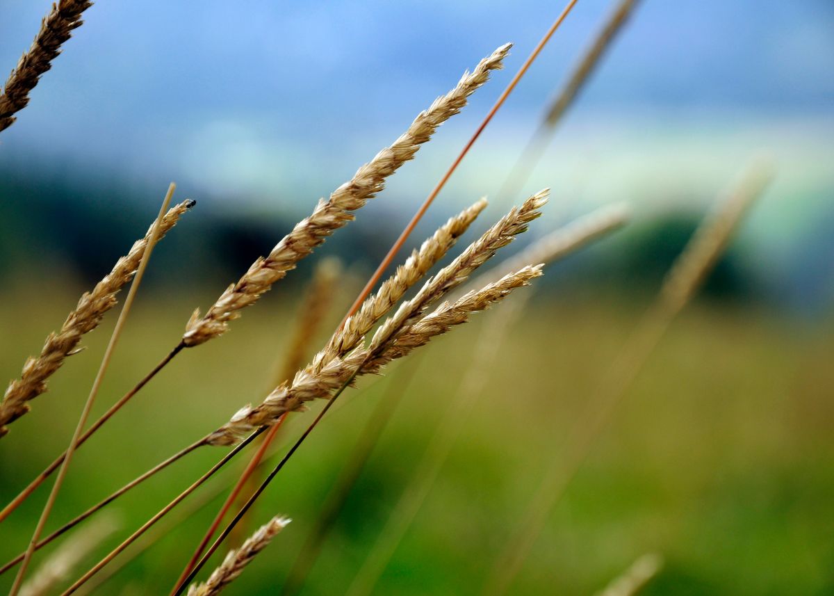 A close up of wheat blowing in the wind.