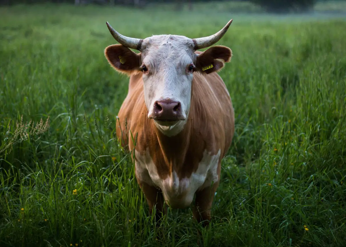 A brown and white cow is standing in a green field looking at the camera.