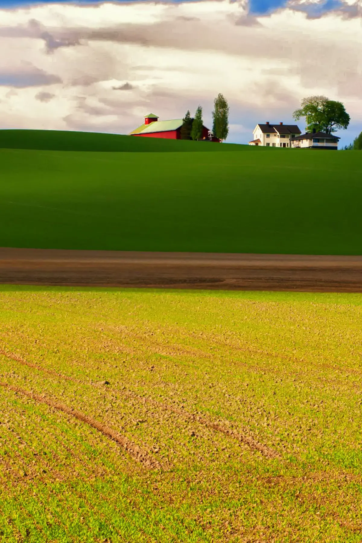 Green and yellow fields and a white farmhouse and a red barn.
