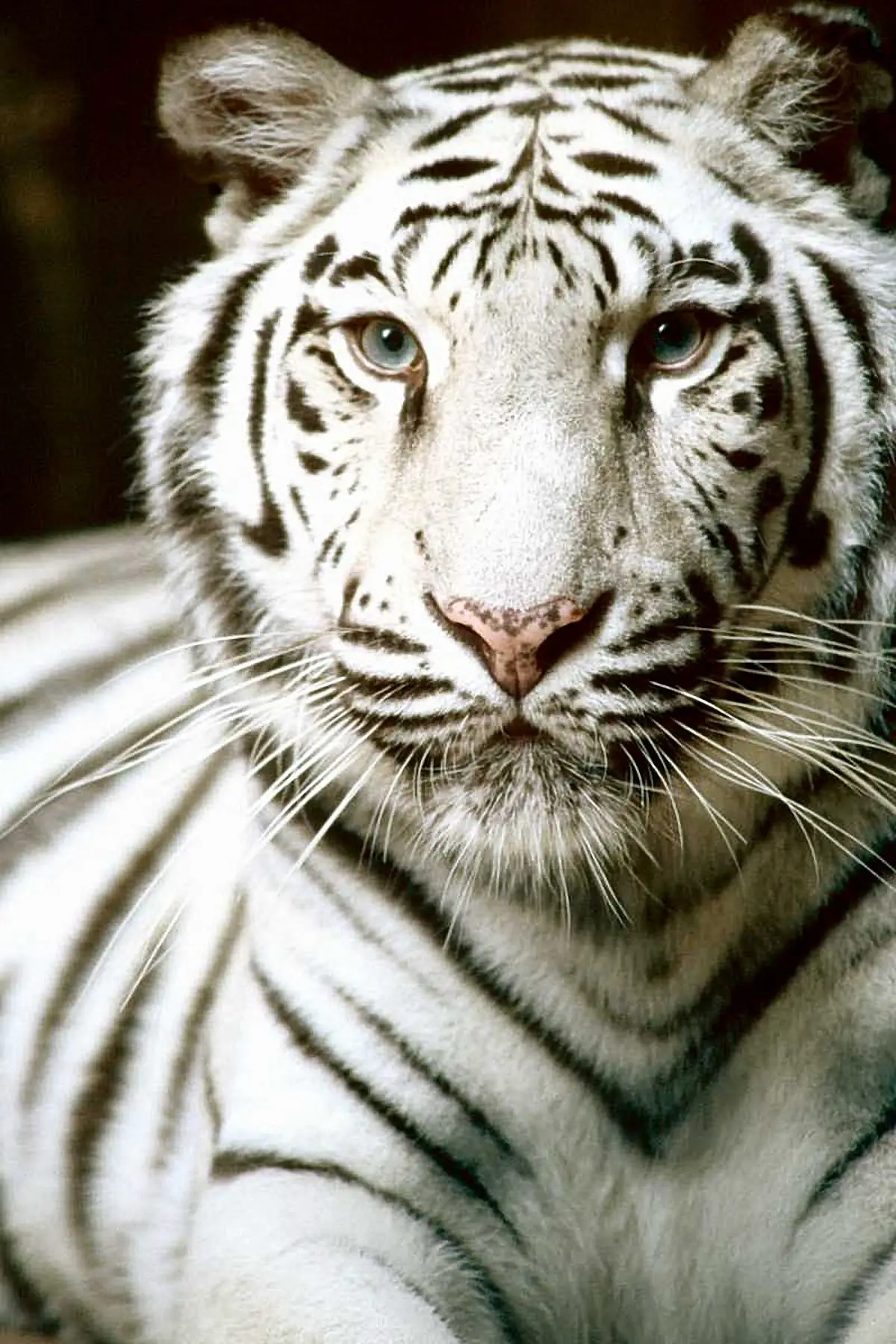 100 Fun White Tiger Facts For Kids!