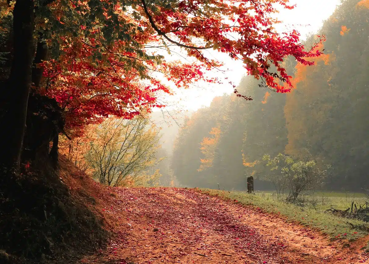 A leaf covered road in the mountains during the fall.