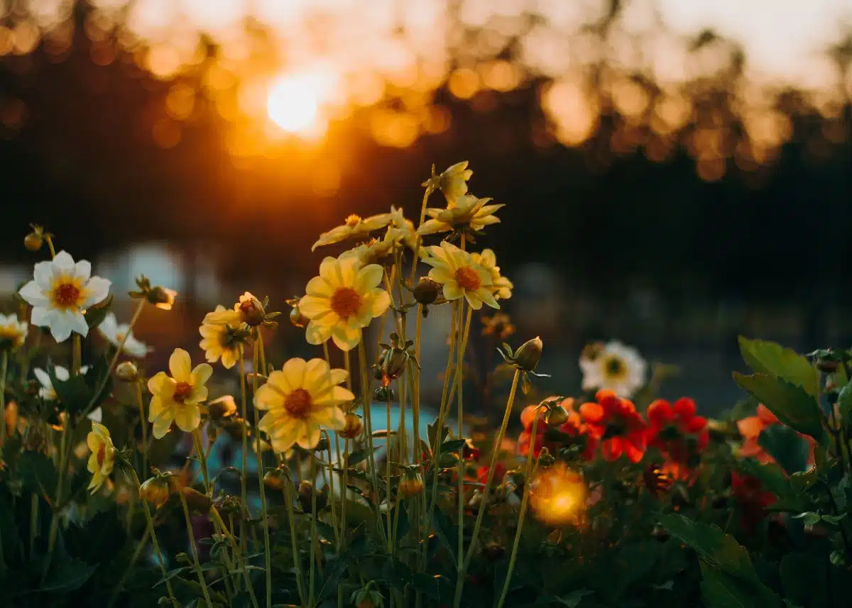 Flowers in in a field at sunrise.