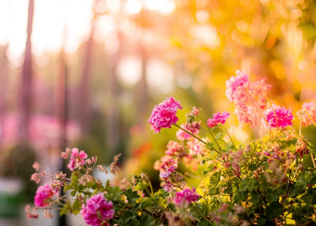 A gorgeous photo of pink flowers in a field with a golden sunset.