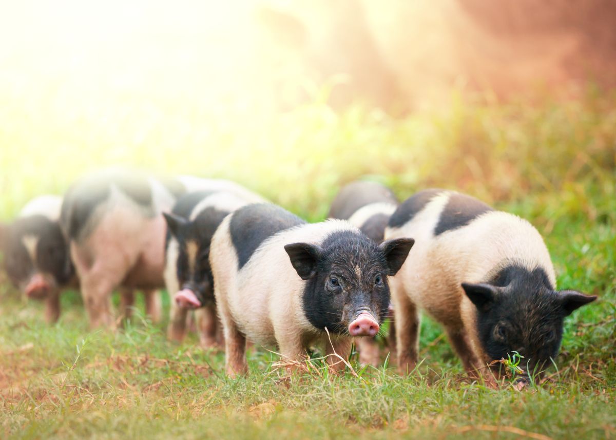 Six black and white pigs are grazing in a field.
