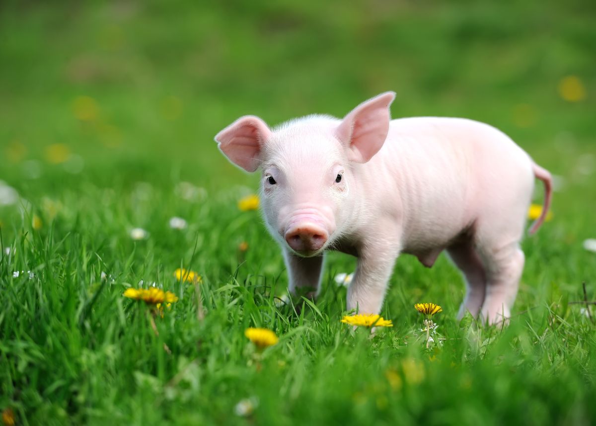 A piglet is standing in a grass field with dandelions.