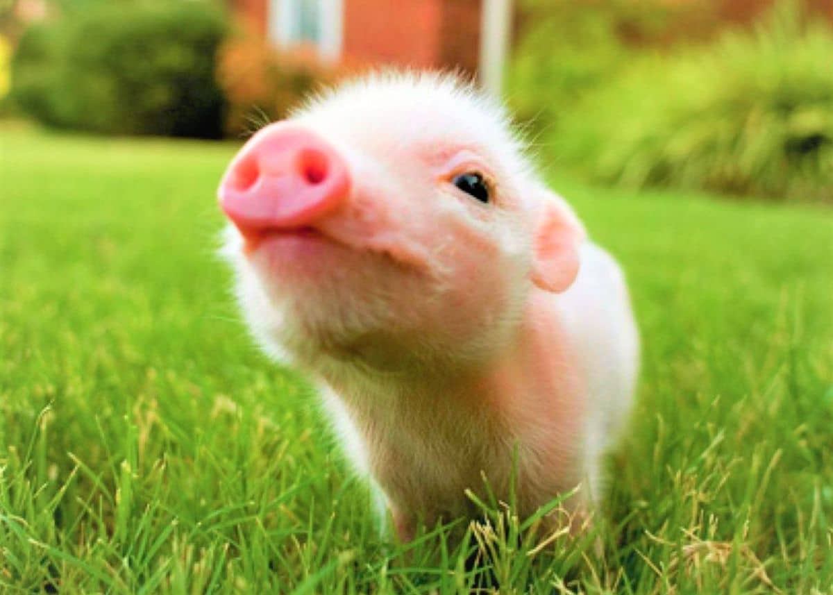 A closeup of a piglet with its nose in the air.