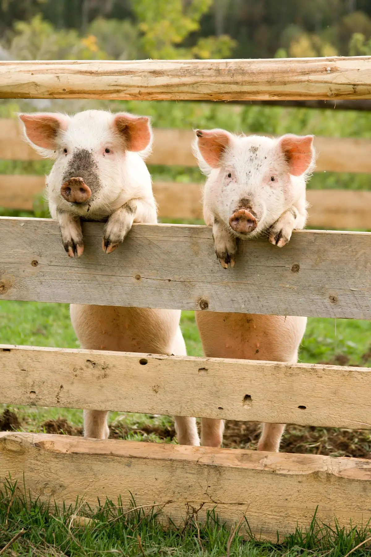Two muddy piglets standing up leaning on a wood fence.