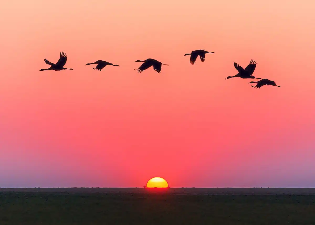 Five big birds are flying together at sunset.