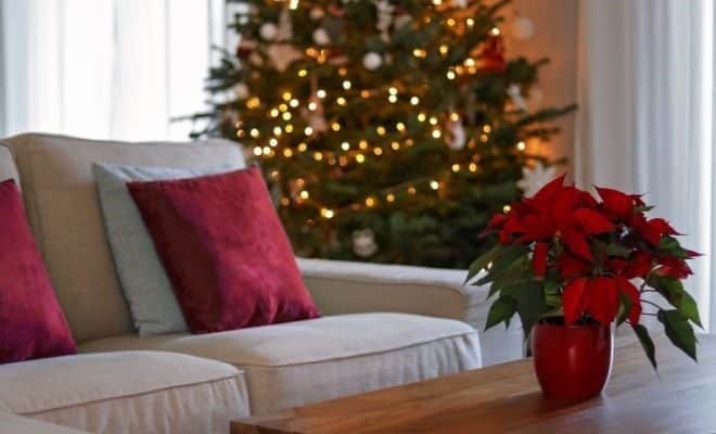How to take care of the poinsettia to preserve it beyond Christmas