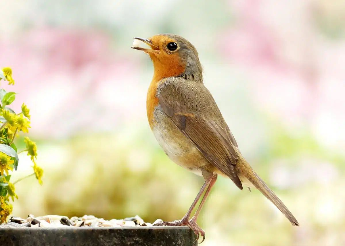 An orange and brown small bird has something in its beak and is standing on a pier.