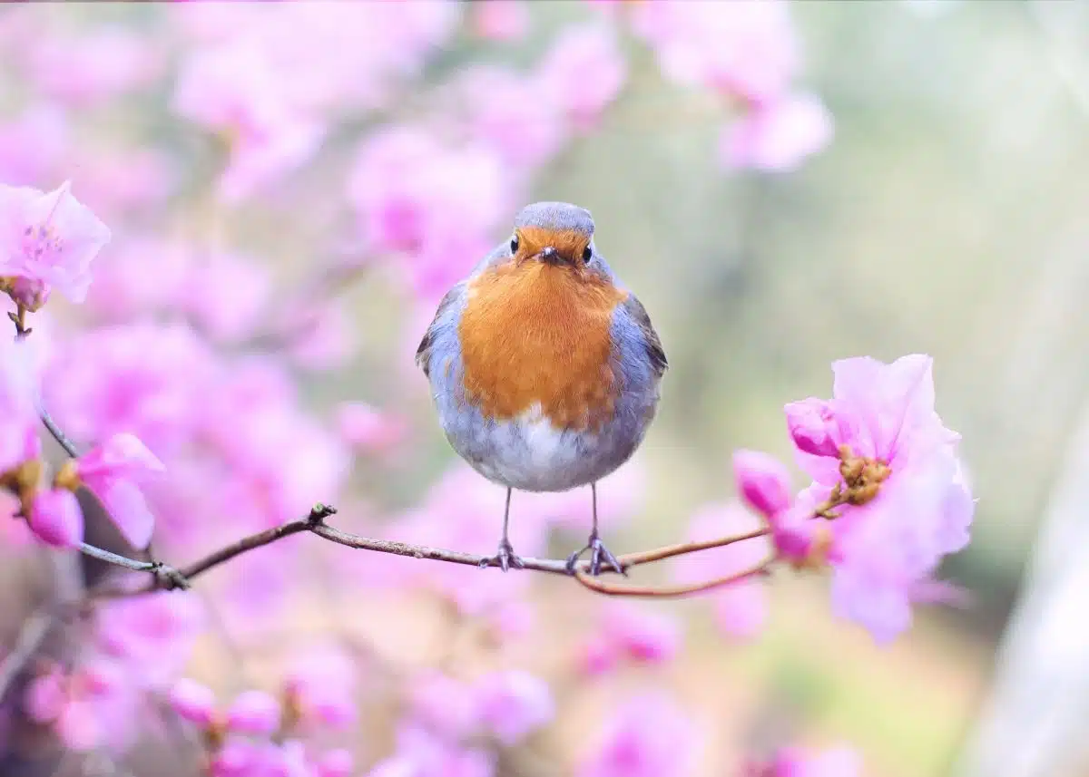 A robin is looking at the camera standing in a pink blossom tree.
