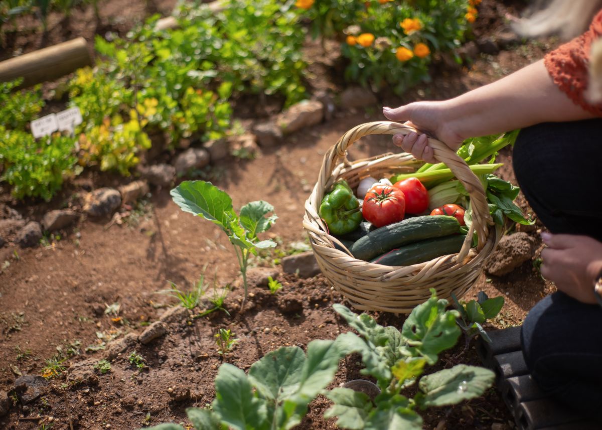A woman is holding a basket full of veggies outside in her garden.  She is bent over.  She's wearing jeans and a rust colored top.  She has blonde hair.
