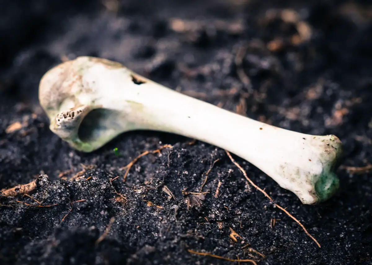 This is a closeup photo of a bone sitting on dirt outside.  