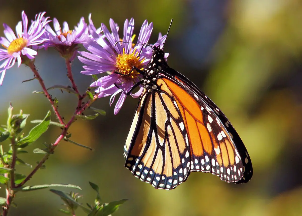 This is a closeup of a Monarch butterfly.  It's on a flower with purple leaves and a yellow center.  There's a blurred background that has green, blue, and orange colors.  