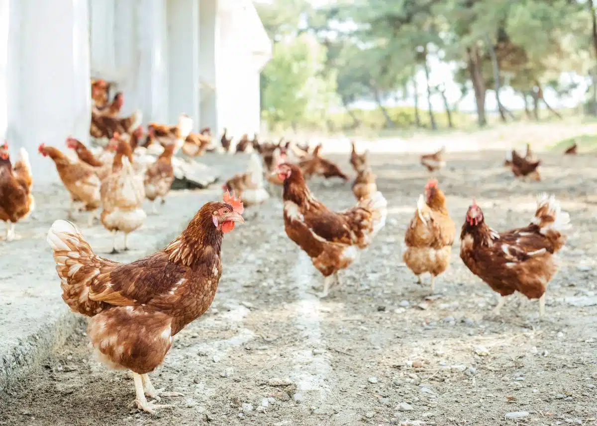 There's about 30 chickens outside.  They're just walking around.  There are trees in the background.