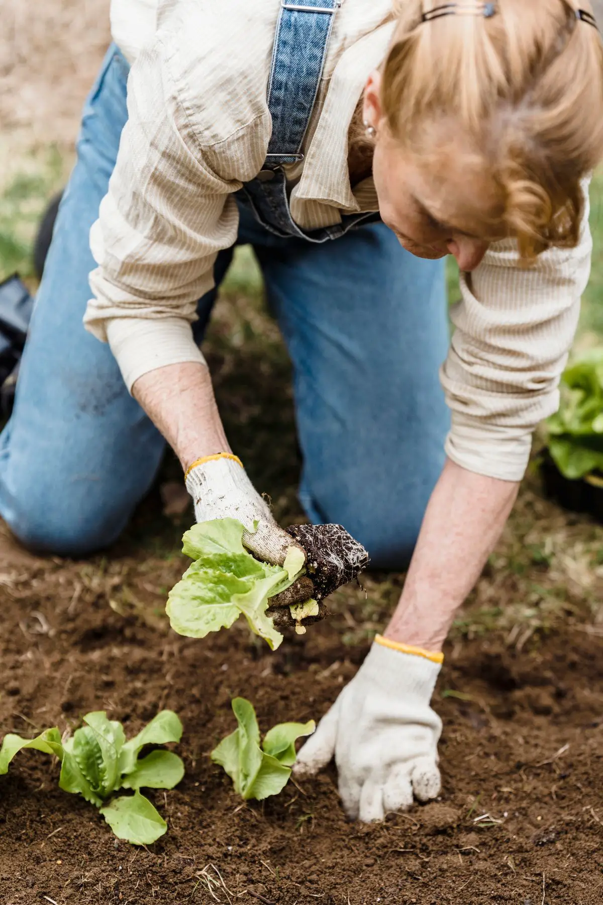 This is a picture of a female gardener on her hands and knees planting vegetables.  She's wearing a cream button up shirt and overalls.