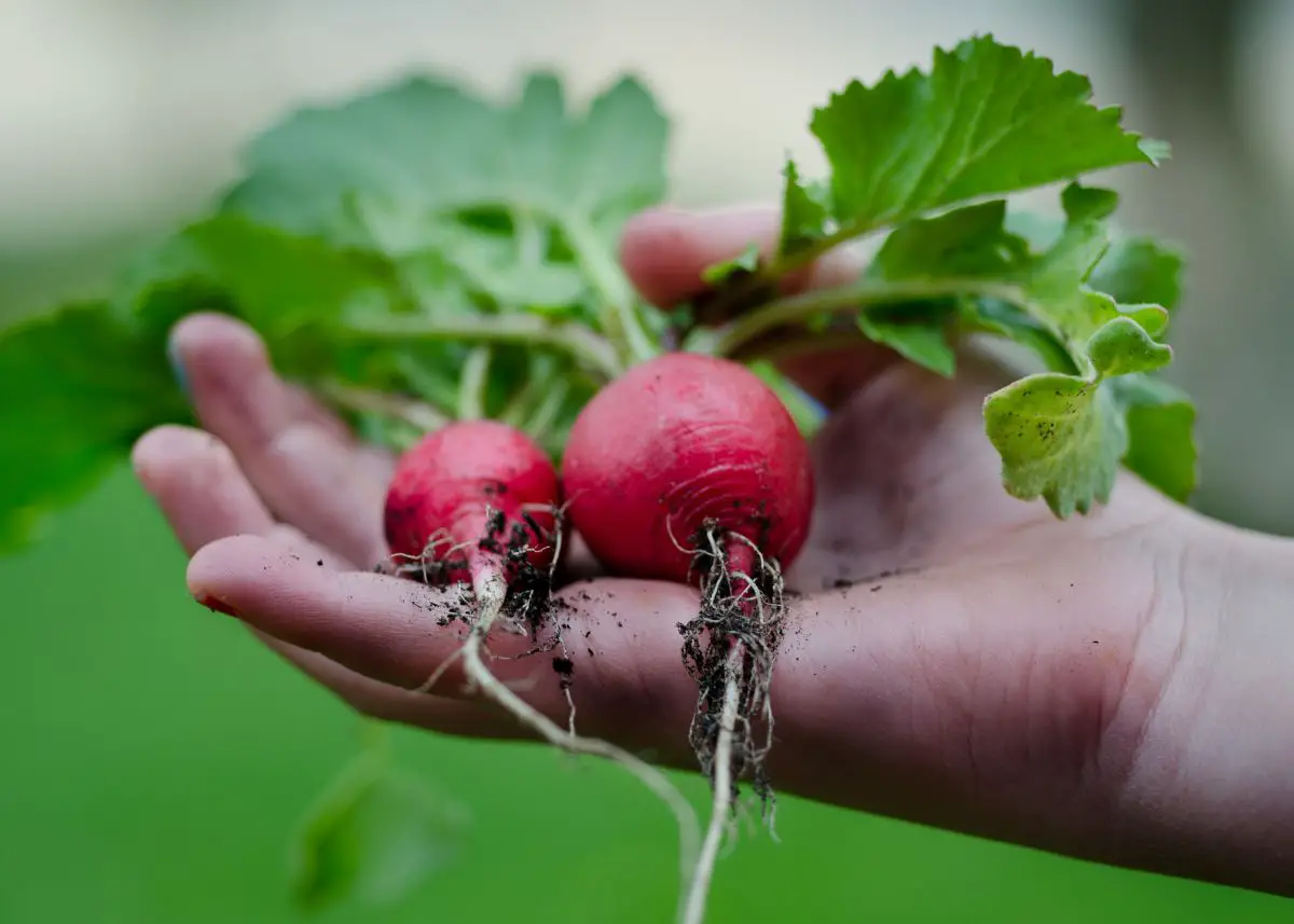 This is a closeup of a hand holding two radishes.  There's a green background.