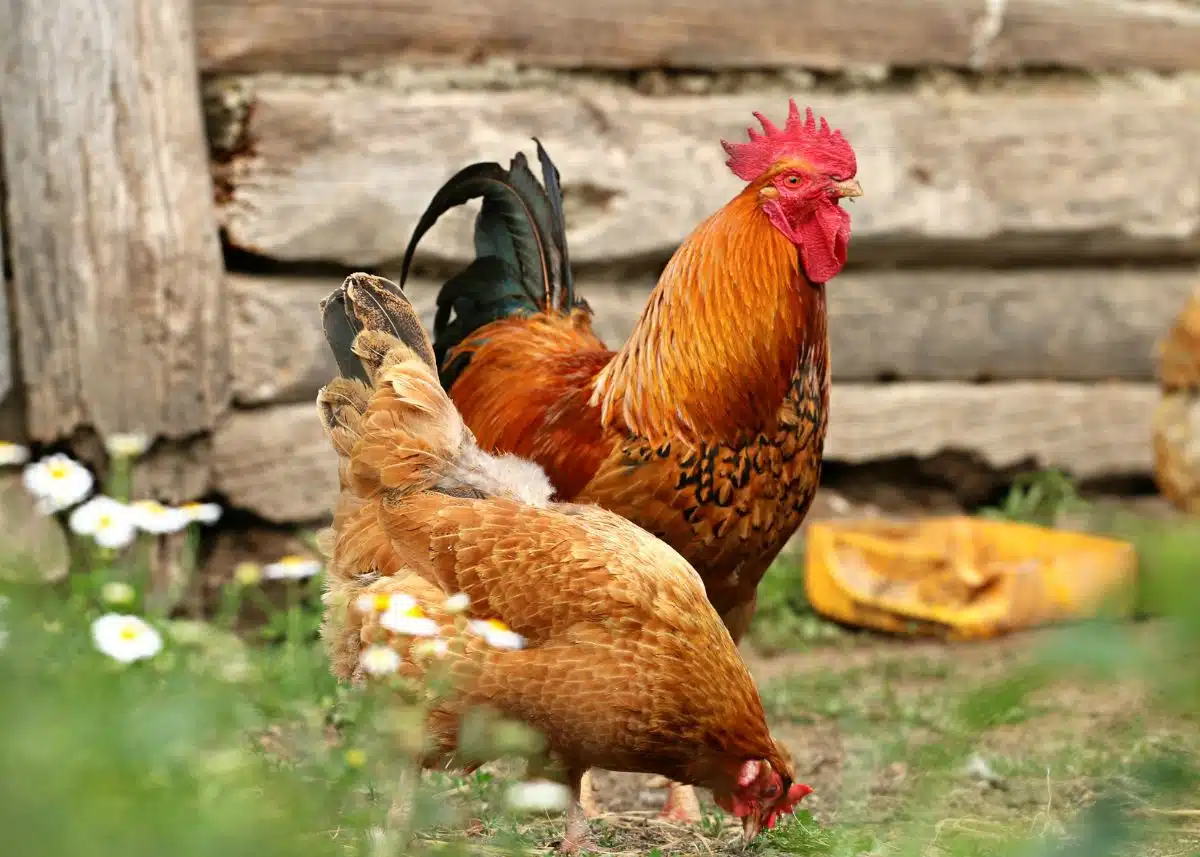 This is a closeup of a rooster and a hen.  They both have orange feathers.  They're outside infant of the side of a barn.  There are daisies on the ground next to them.