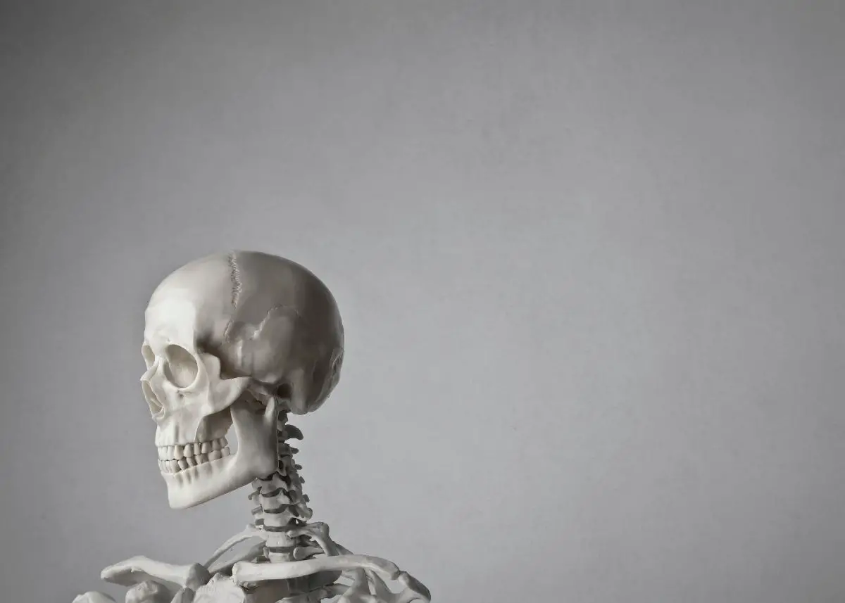 This is a photo of a skeleton.  It shows the shoulders, neck, and skull.  There is a grey background.