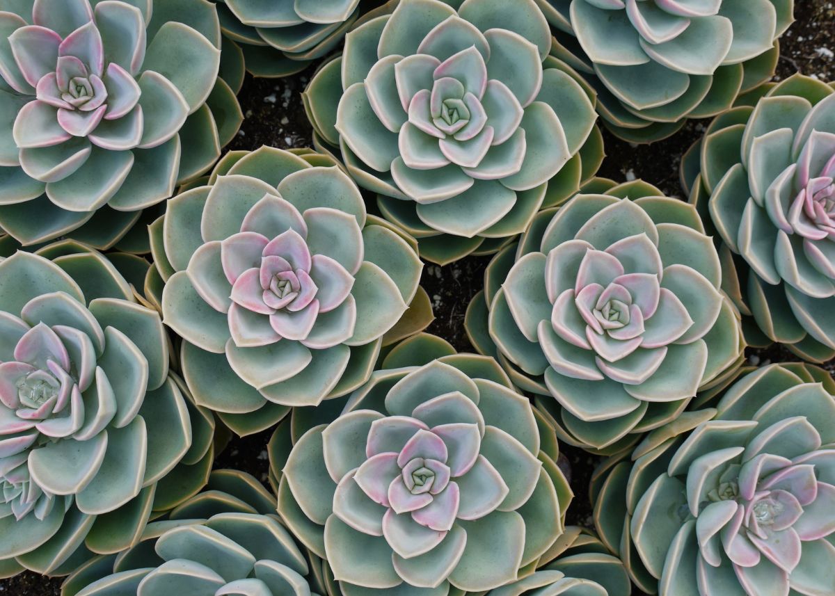 This is a closeup of green succulents.  They are dark green on the outer leaves, light green in the middle, and pink in the center.