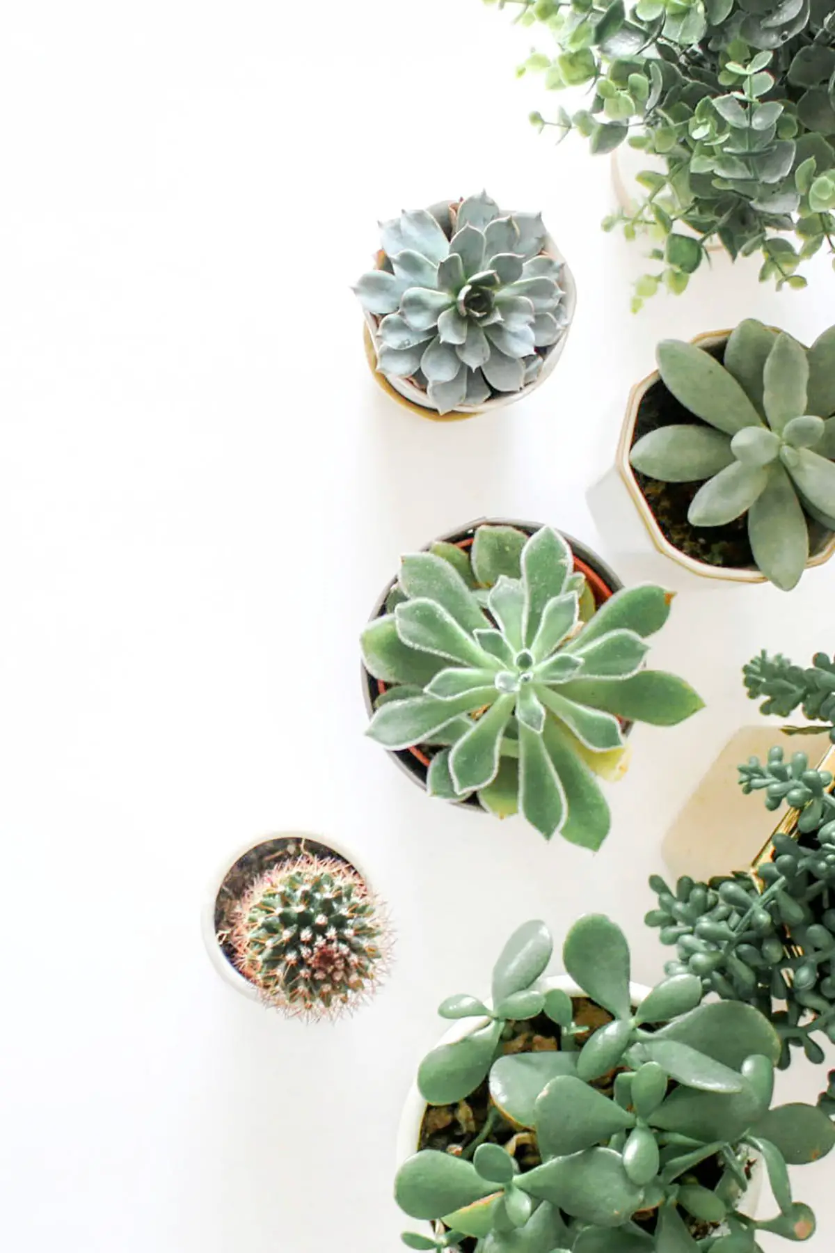 209 Funny Succulent Plant Puns And Jokes That Don’t Succ!