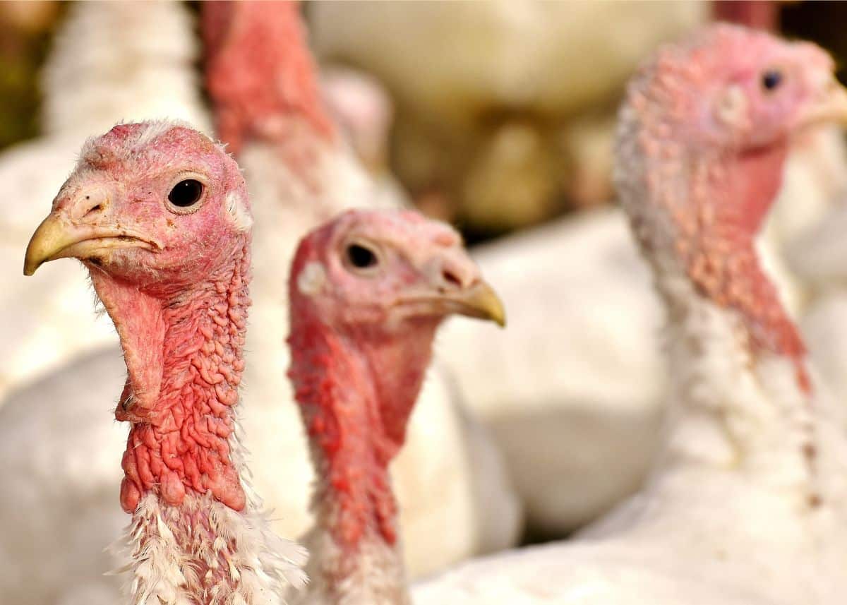 This is a closeup of the head of three turkeys.