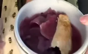 Brenda Gantt Blackberry Cobbler Recipe