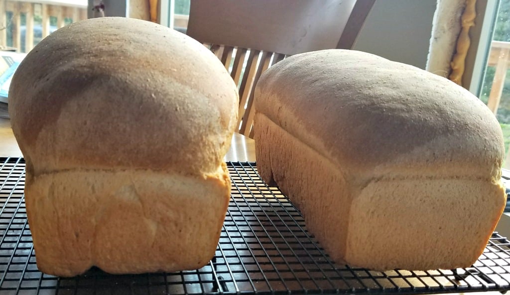 Amish Community Cookbook, Honey Wheat Bread