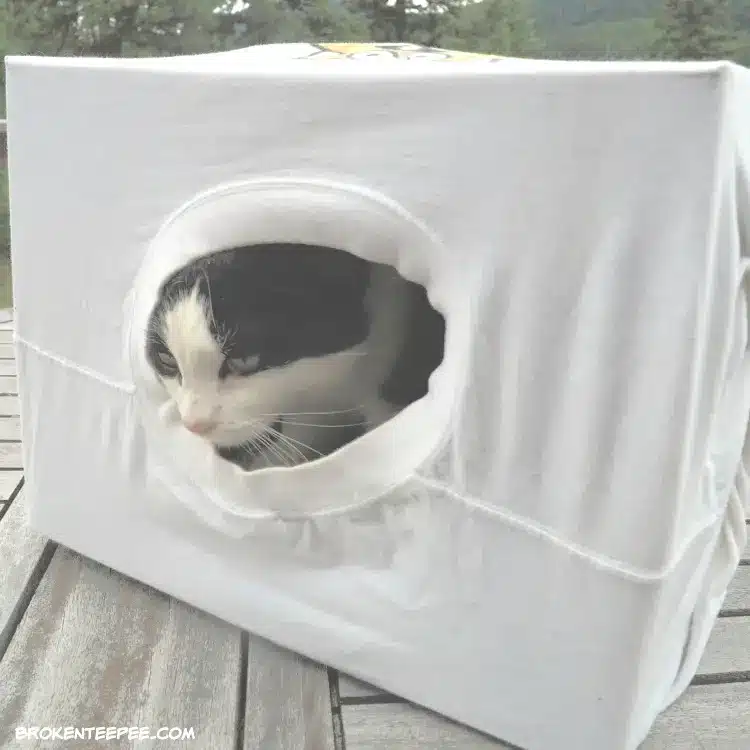 Easy DIY Cat Craft – Make a Cat Cave with a Message