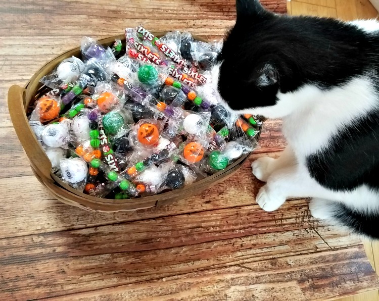 Celebration by Frey, Sixlets, easy crispy rice treats, Halloween, Harry the Farm cat, #CelebrationSpookyTreats, #AD