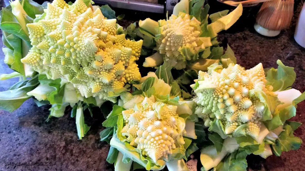 What is Romanesco? and How To Freeze Romanesco